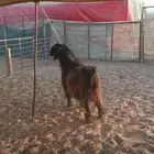 اعرض لكم تيس فحل قبرصي تام شبب له فديو ونتاجه الي يبي