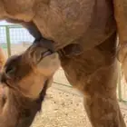 خلفه مصغر