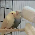 زوج برونز منتج