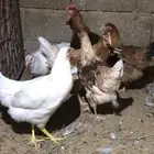 للبيع دجاج لوهمان