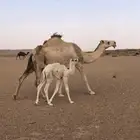للبيع خلفه كفو