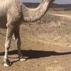 قعود اشقح باتلي يجذع بشهر 6 اول هداده الشتاء الجاي