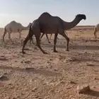 قعود كفو رماني