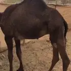 للبيع قعود طيب العلف مكعب تربيه ورودس