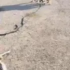 شاه نجديه متوم