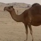 ماشالله تبارك الله للبيع ناقه وبكره