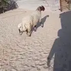 رغوث نعيمه حدرها خروف