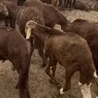 سواكني ملاحم و مطاعم