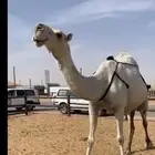 خفوت مبيوع بنتها قبل ثلاث ايام منتج