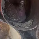 انثى فرش