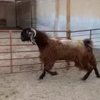 تيس قبرصي ( تم البيع )