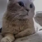 قط ذكر سكوتش فولد
