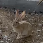 جوز ارنب الرمله