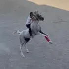 السلام عليكم اعرض لك حصان للبيع عربي ورق تربيع خطوه وتشنيع