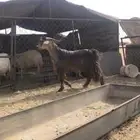 تيس فحل مشروط