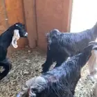 3 جفرات وتيس عوارض