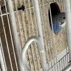 جوز باذجي هجين تحته فرخين