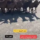 معزا جنوبيات دهم