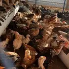 صوص بلدي عمر ثلاثه اشهر
