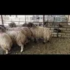 غنم نعيم دفيع