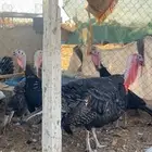 رومي 4اناثي وذكر