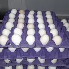 بيض دجاج بلدي ( ملقح )