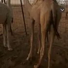 قعود مفرود قصب