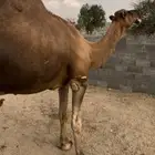 بعير هايج ساحلي مشروط