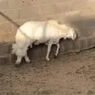 فحل ضان مشروط