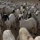 سواكني جمله