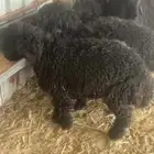 ذبايح عرب الخفجي