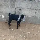 صخل يرضع من الغنم ذكر