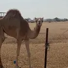 بكره اصال هجين حره