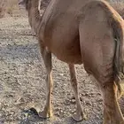ناقه حايل