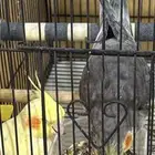 اجواز كروان منتج