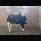 فحل نجدي فاخر