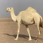 للبيع لقحة كفو