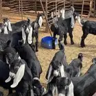 تيوس مضبي