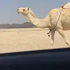 للبيع ظروبه كفو