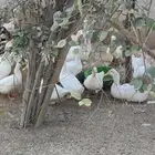 بط بكيني