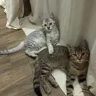 قطط عمرها ثلاثة شهور اهم شي مخافة الله فيهم