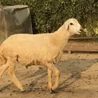 خروف شحم ولحم على حليب امه عمره حول ثلاثة شهور تقريب ا