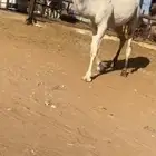 قعود