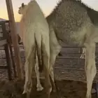 قعودين وبكره