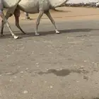 لقحه عليانيه ثنيه لها في القاح 7شهور