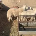 خروف حري ثني