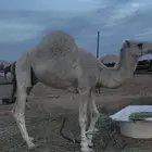 بيع قعودين أوضح ومجهم