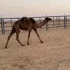 مفروده صفرا دبيانيه