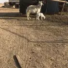 شاه حريه صنف
