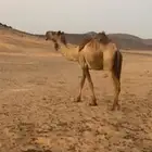 للبيع لقحه